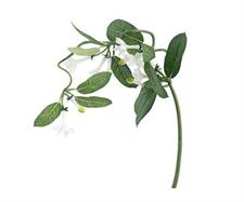 RAMO DI STEPHANOTIS CADENTE